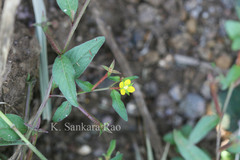 Ludwigia hyssopifolia